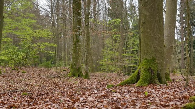 Bavarian forets in spring with foliage