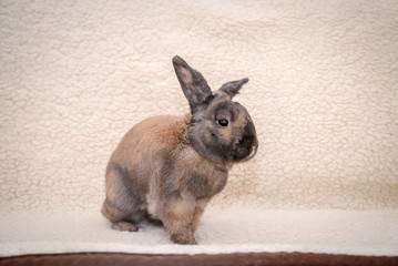 Brown rabbit on a light blanket