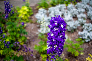 Obraz premium A purple flower in a botanical garden