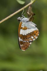 A White Admiral butterfly just after emerging from its chrysalis (pupa). - obrazy, fototapety, plakaty