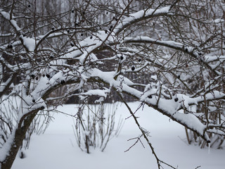 Fototapeta na wymiar a lot of snow on these trees