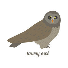 Colorful illustration of grey owl. Vector bird icon. Isolated on white background. Flat design.