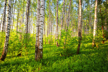 summer in sunny birch forest