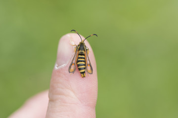A female Six-belted Clearwing moth at Stockton Cutting, Warwickshire, England.