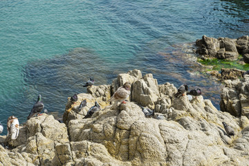 birds on rock by the sea