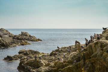 Fototapeta na wymiar birds on rock by the sea