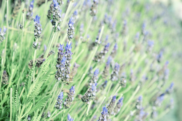 Purple lavender flowers