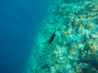 Naklejka na ściany i meble Black Fish in the Maldives