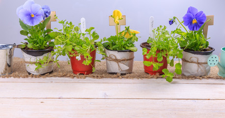 Young seedlings of flowers with garden tools on a white wooden table. Violets and lobelia, Gardening concept with watering can