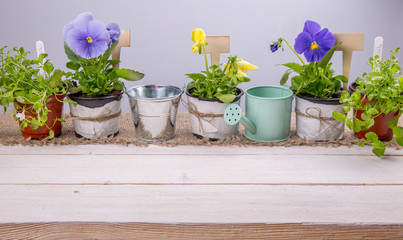 Young seedlings of flowers with garden tools on a white wooden table. Violets and lobelia, Gardening concept with watering can