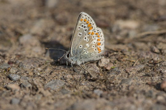 Brown Argus buttefly feeding on the salts from a footpath.