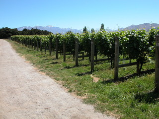 Vineyard New Zealand
