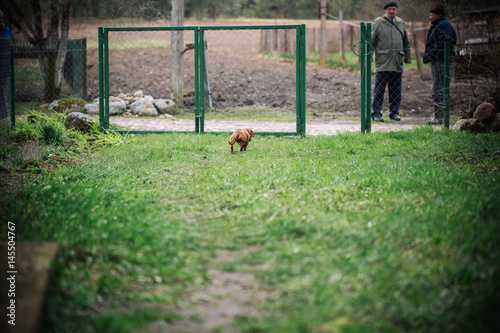 Dachshund Dog In Outdoor Beautiful Dachshund Going To His Master