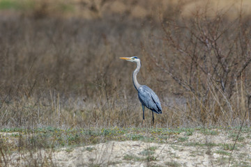 grey heron
