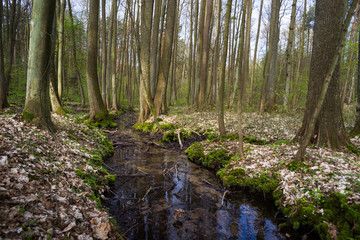 leśny strumyk, wiosna w lesie