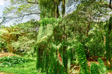 Fototapeta premium Almendares Park - Havana, Cuba