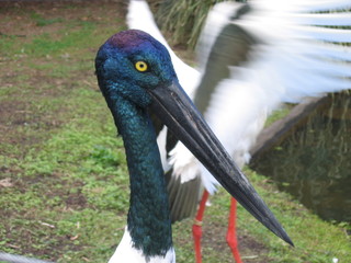 Australian Pelican