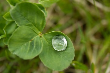 Green leaves with dew