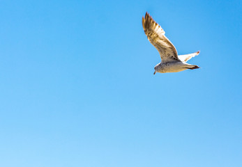 Seagull Flies Over The Beach