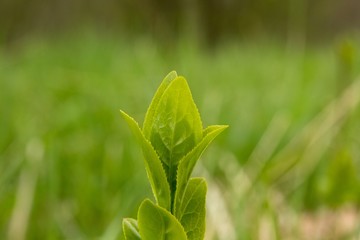 Green leaves with dew