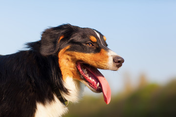 portrait of a cute Australian Shepherd