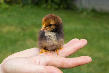 little chicken on hand