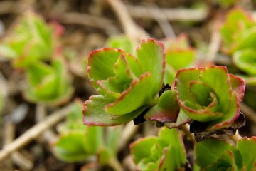 Sempervivum medicinal
