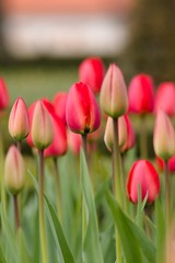 Fototapeta premium Red tulip