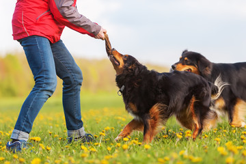 woman with two Australian Shepherd outdoors