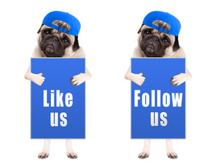 pug puppy dog with blue follow us and like us sign and wearing blue cap, isolated on white background - obrazy, fototapety, plakaty