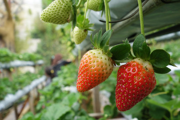 Fresh strawberries that are grown in greenhouses