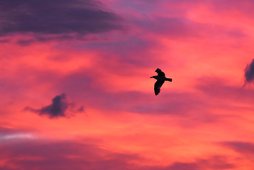 Seagull flying at sunset sky, silhouette. Clouds with orange, purple and red colors at sunset. 