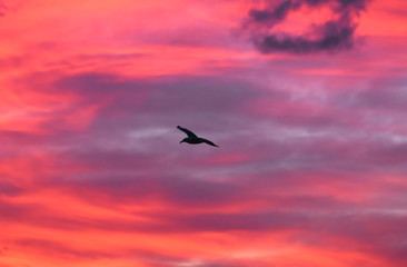Seagull flying at sunset sky, silhouette. Clouds with orange, purple and red colors at sunset. 