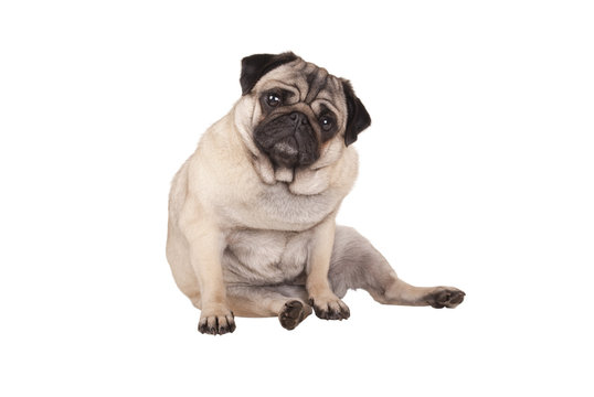 adorable cute pug puppy dog sitting down, isolated on white background