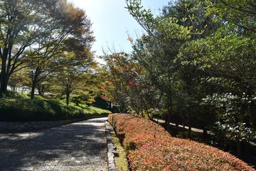 街路樹の散策道