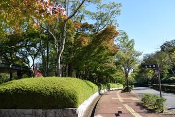 街路樹の散策道