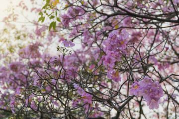 Pink trumpet tree,Tabebuia rosea on tree in morning