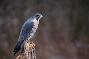A Peregrine Falcon (Falco peregrinus) perched on a stump.  These birds are the fastest animals in the world..