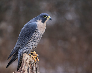 A Peregrine Falcon (Falco peregrinus) perched on a stump.  These birds are the fastest animals in the world..