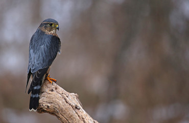 A profile shot of a Merlin (Falco columbarius) sitting on a branch..