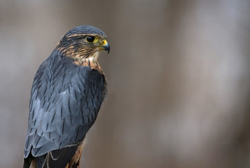 A profile shot of a Merlin (Falco columbarius)..