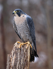 A Peregrine Falcon (Falco peregrinus) perched on a stump.  These birds are the fastest animals in the world..