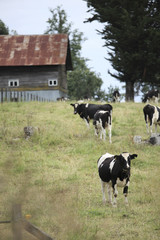 Cows and Barn. Chile