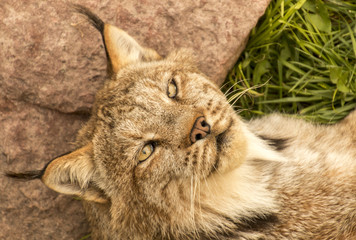 Relaxed lynx
