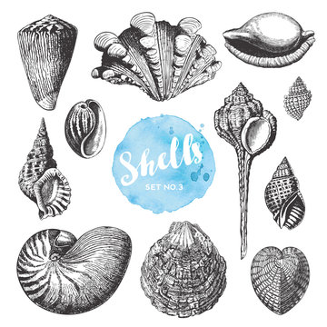 summer, beach and ocean vector design elements: collection of hand drawn sea shells - set 3