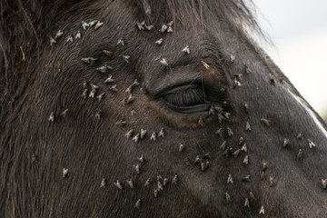 Horse with lots of flies on face and eye. Brown horse suffering swarm of insects about face and drinking from tear ducts