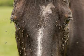 Obraz premium Koń z mnóstwem much na pysku i oczach. Brązowy koń cierpi na rój owadów wokół twarzy i pije z przewodów łzowych