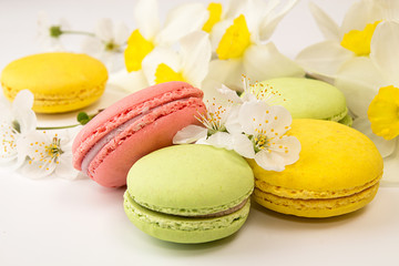 Macarons on white background against of narcissus and cherry blossom