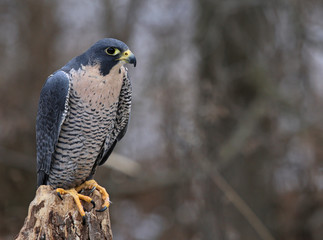 A Peregrine Falcon (Falco peregrinus) perched on a stump.  These birds are the fastest animals in the world..
