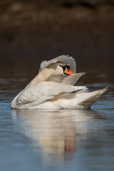 Obraz premium Mute Swan, Swans, Cygnus olor